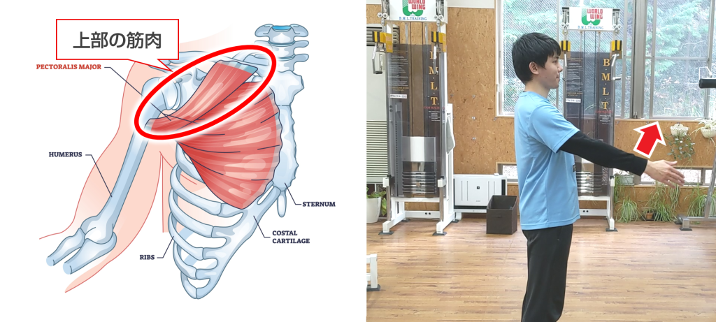 胸の上部の筋肉の走行と対応する肩の動き