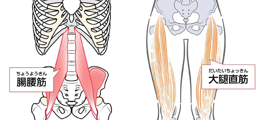 腸腰筋と大腿直筋のイラスト